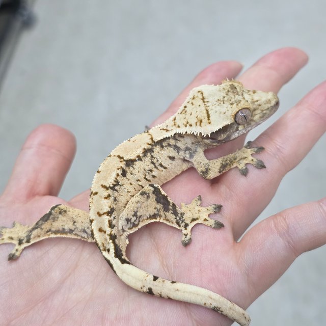 노멀 트라이 익스트림할리퀸 화이트스팟