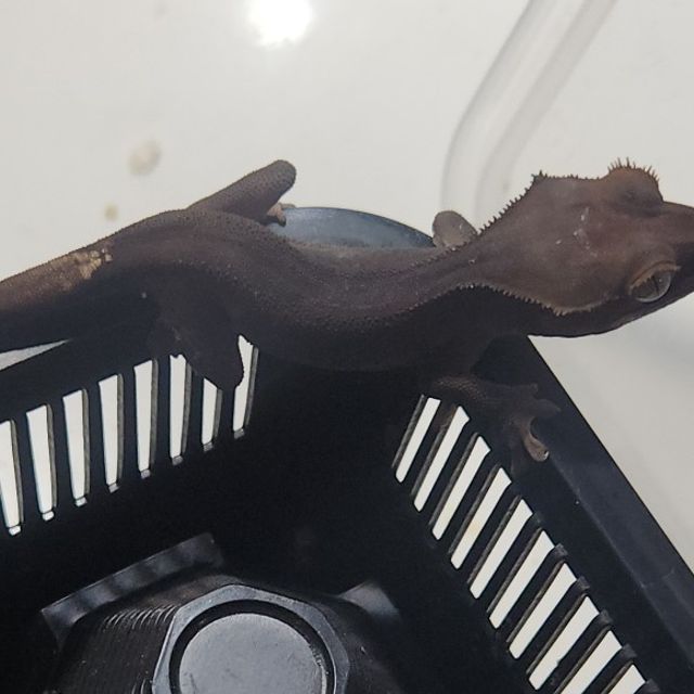 카푸치노 챠콜