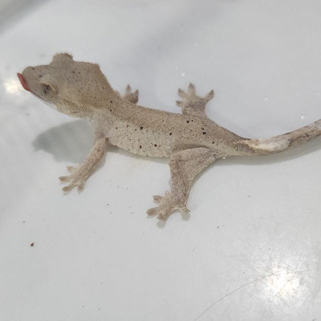 달마시안 카푸치노