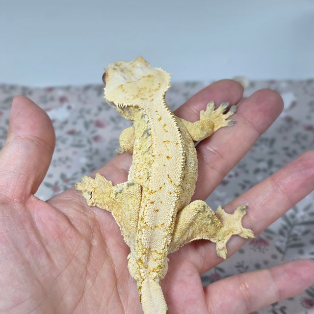 노멀 드리피 화이트스팟