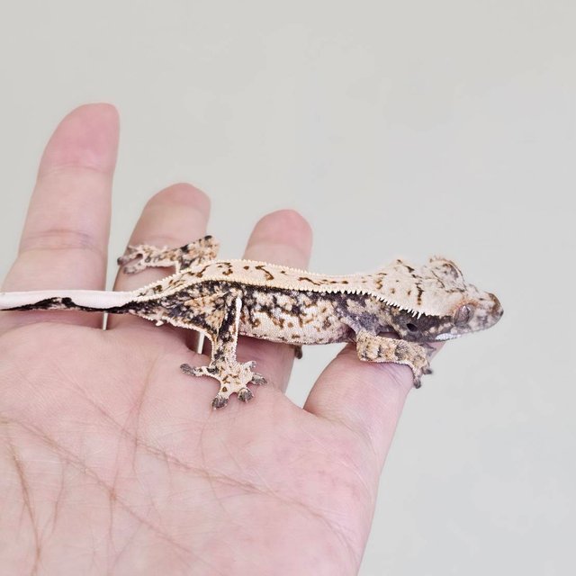 노멀 드리피 화이트스팟