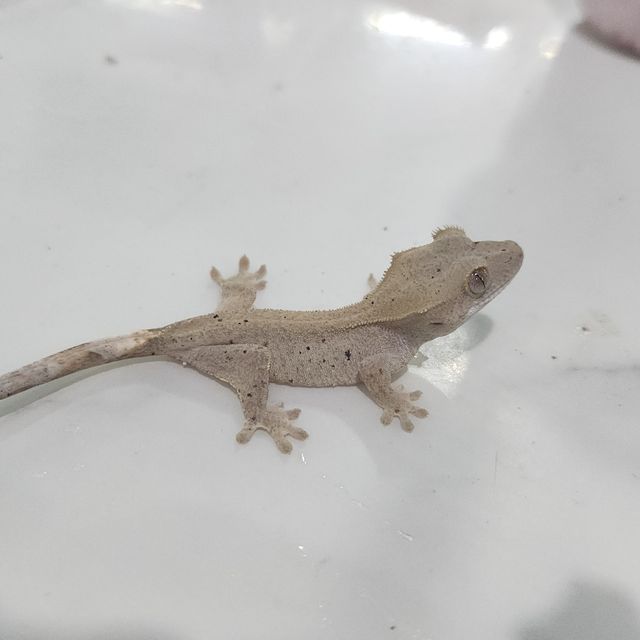 달마시안 카푸치노