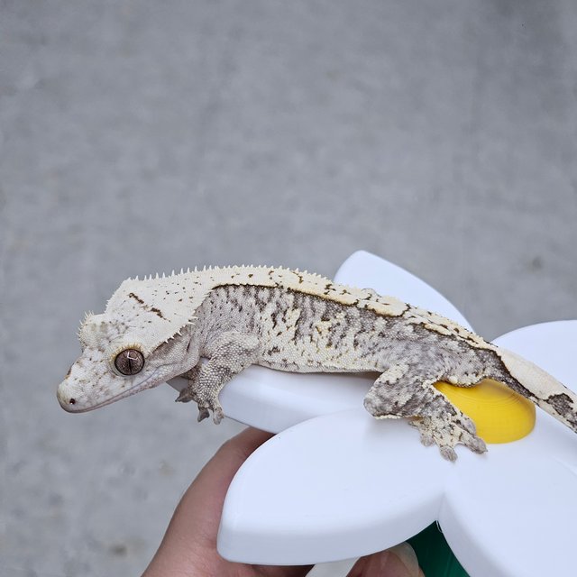 화이트스팟 브린들