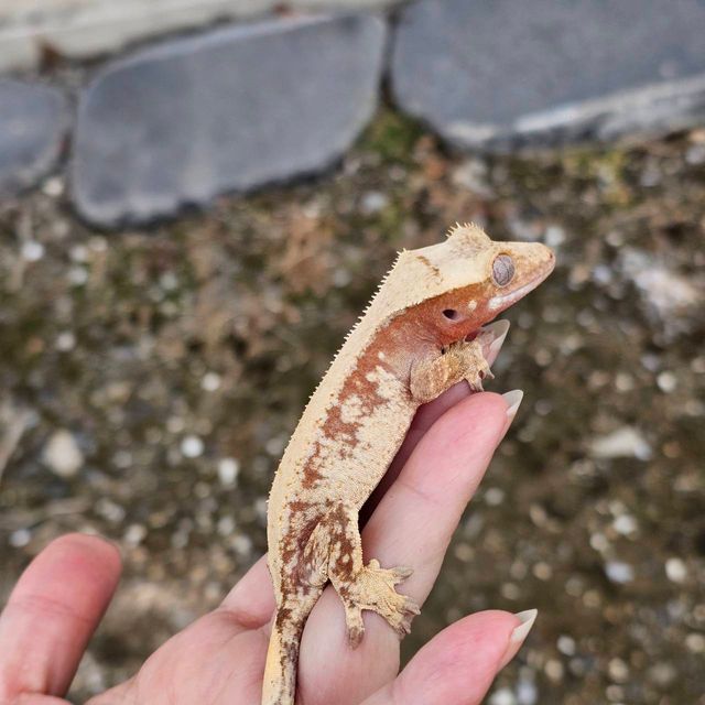 레드 드리피