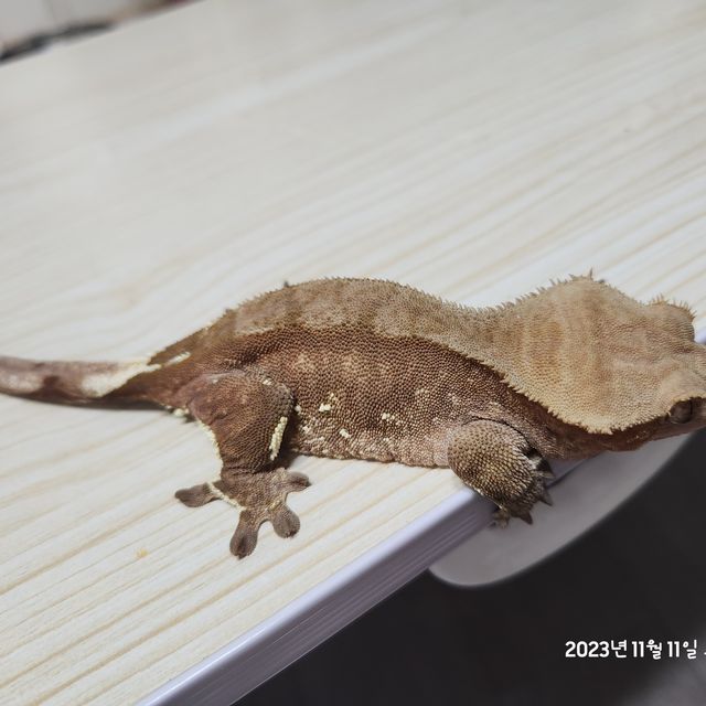 다크 팬텀