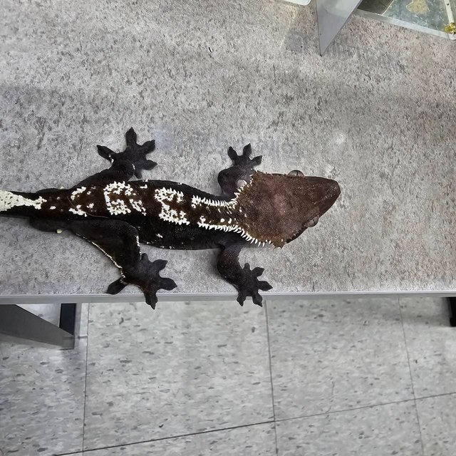 아잔틱