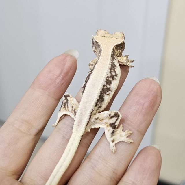 릴리100%헷아잔틱