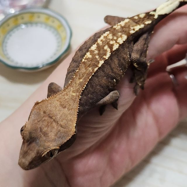 카푸치노