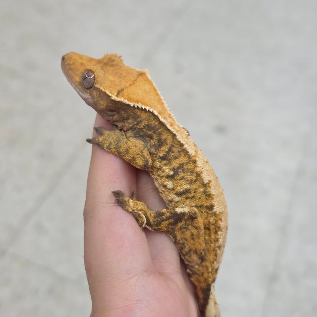 트라이
