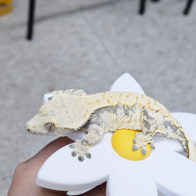 드리피 화이트스팟