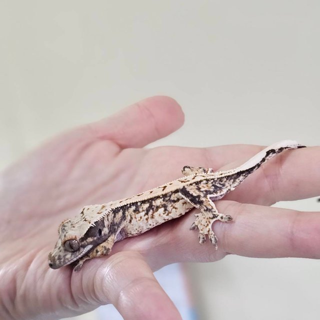 노멀 드리피 화이트스팟