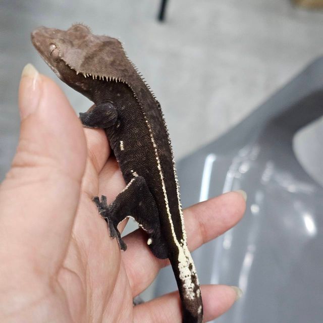 아잔틱 풀핀