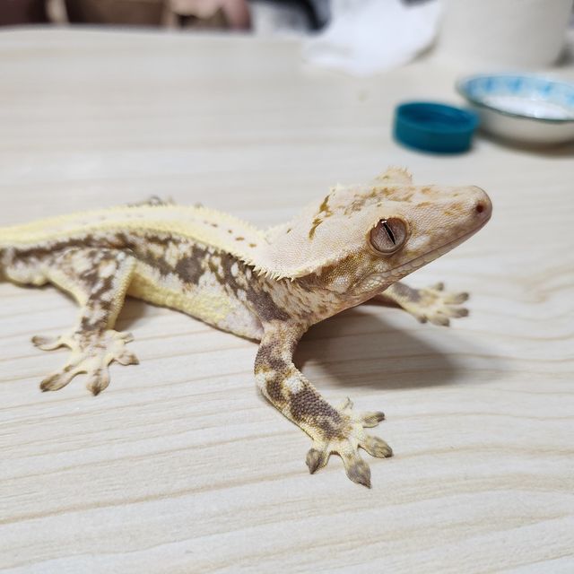 릴리화이트 트라이 엑조틱