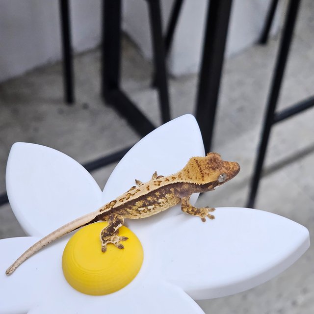 트라이 화이트스팟