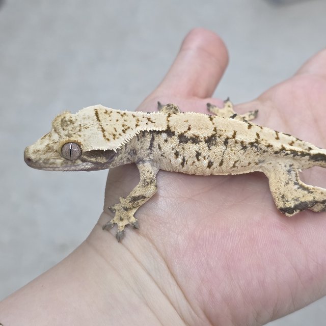 노멀 트라이 익스트림할리퀸 화이트스팟