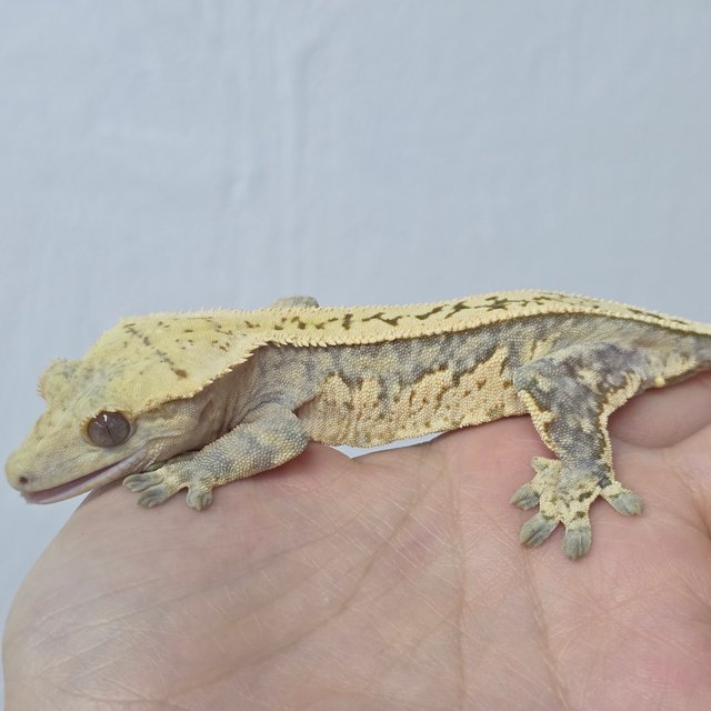 풀핀 노멀 브린들