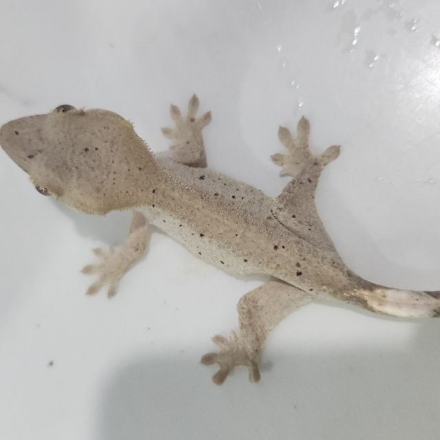 달마시안 카푸치노