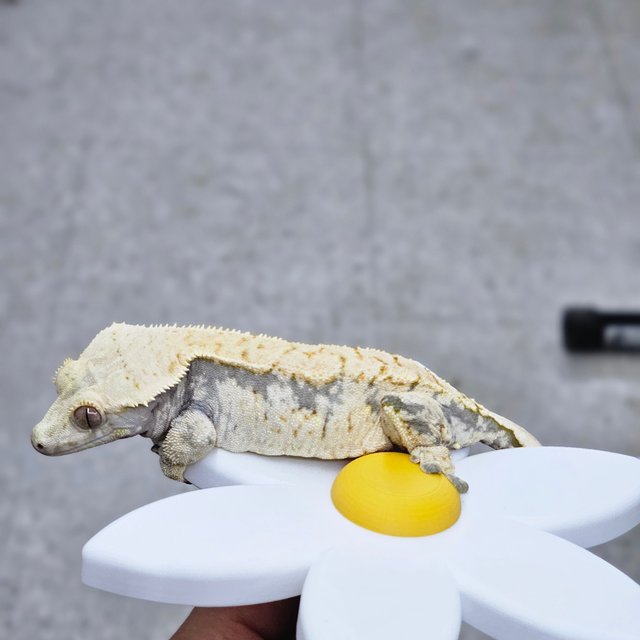 드리피 화이트스팟