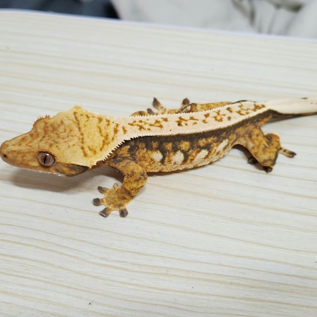 트라이 화이트포트홀 텐저린