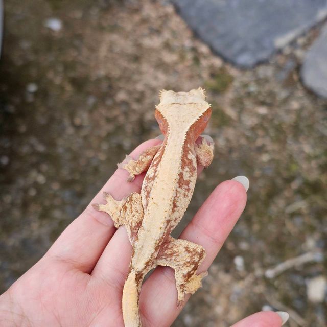 레드 드리피
