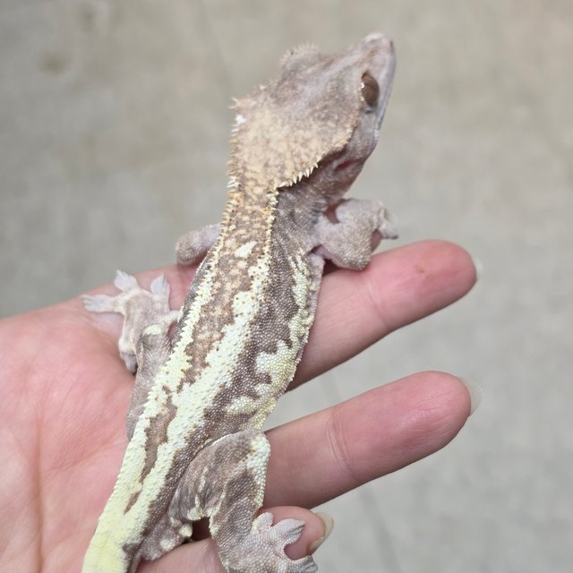 프라푸치노 팬텀