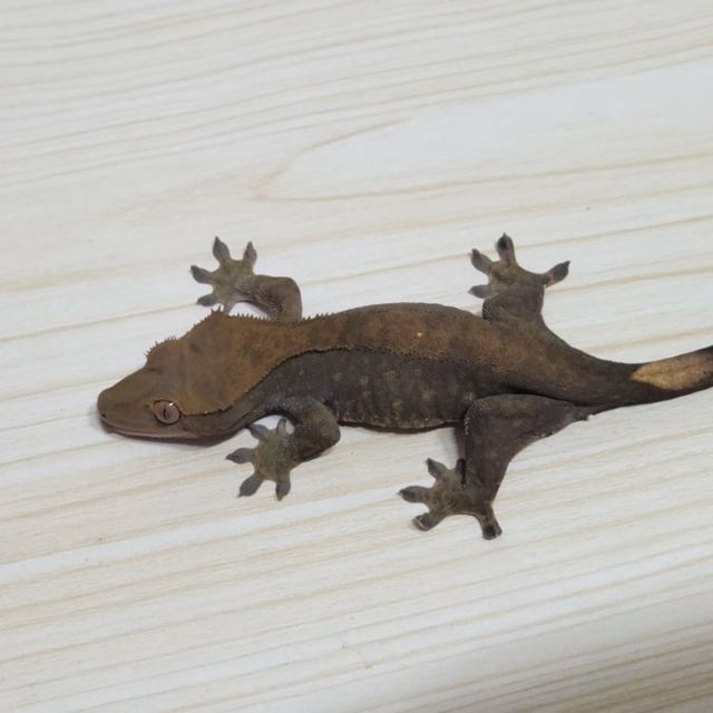 챠콜 카푸치노