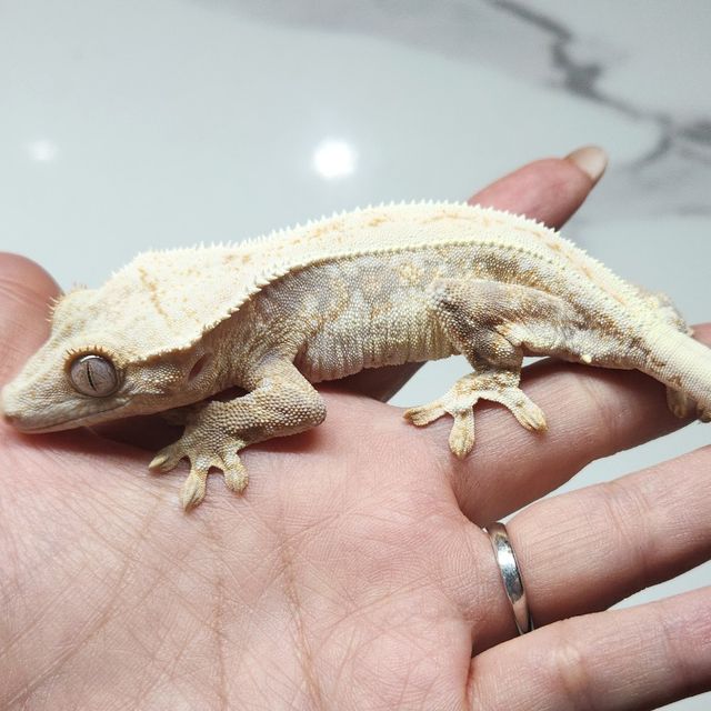 릴리화이트 트라이