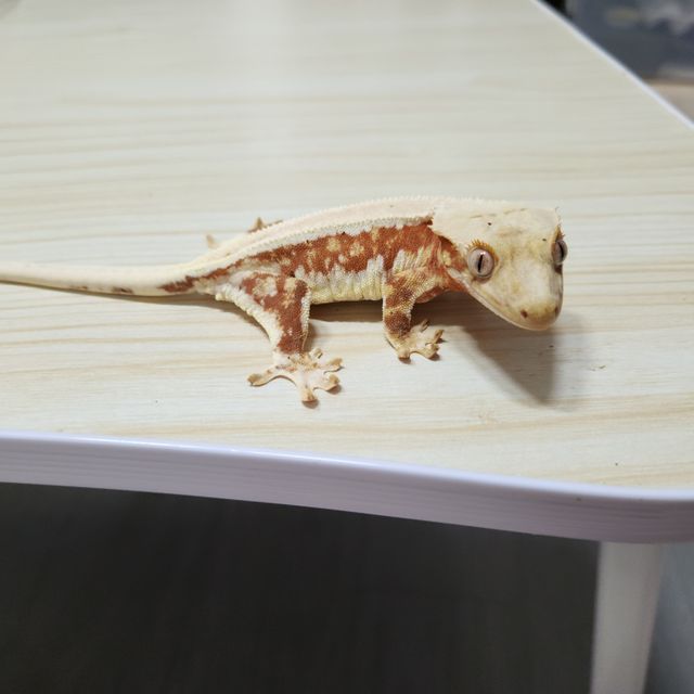 릴리화이트 레드