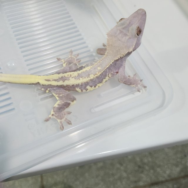 프라푸치노 팬텀