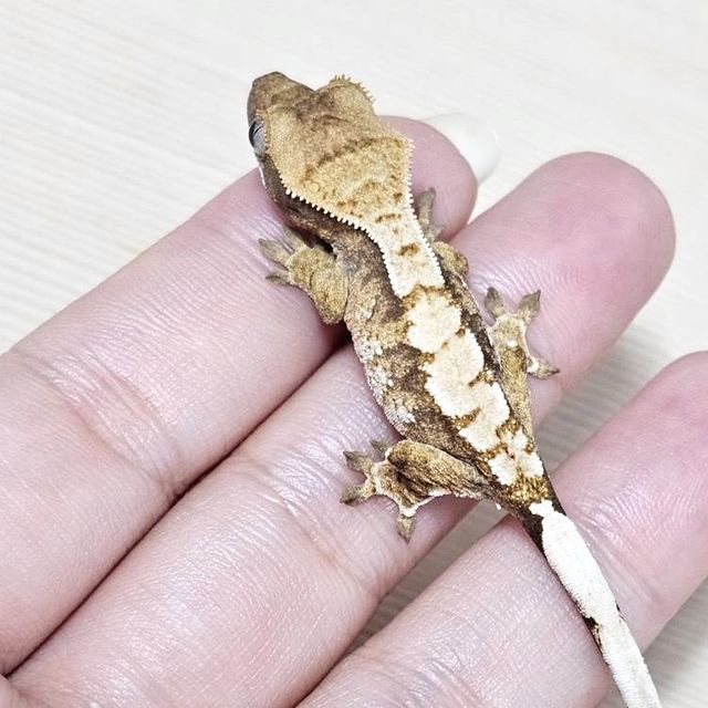 트라이 익스트림할리퀸 레드