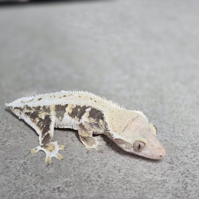 릴리화이트 트라이