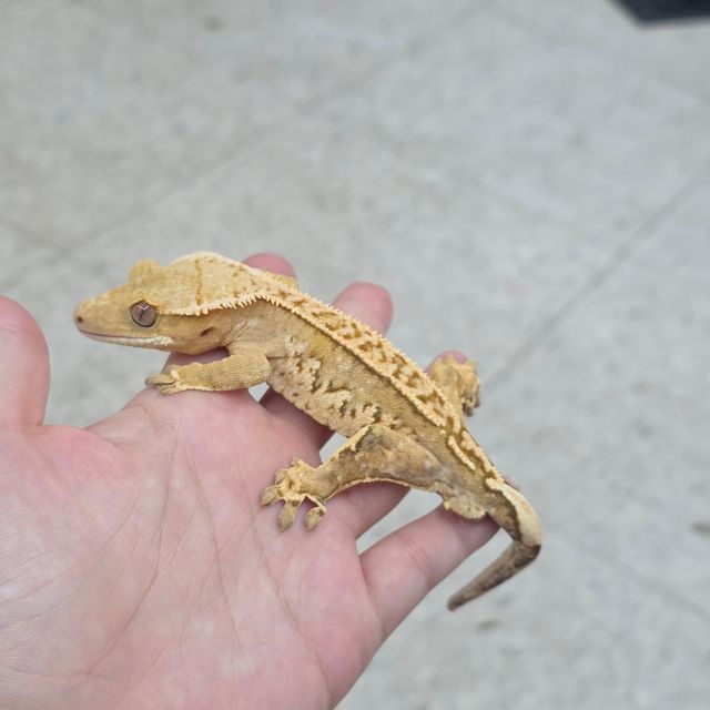 크림시클