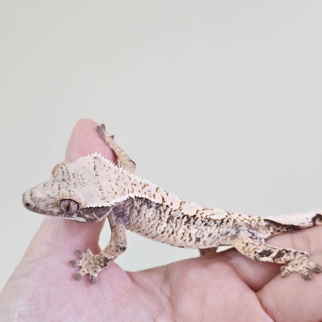 노멀 화이트스팟