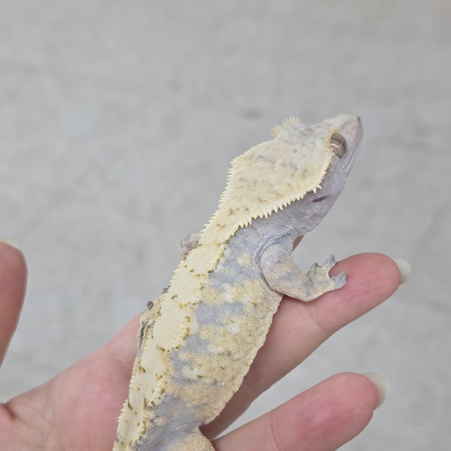 화이트스팟 노멀