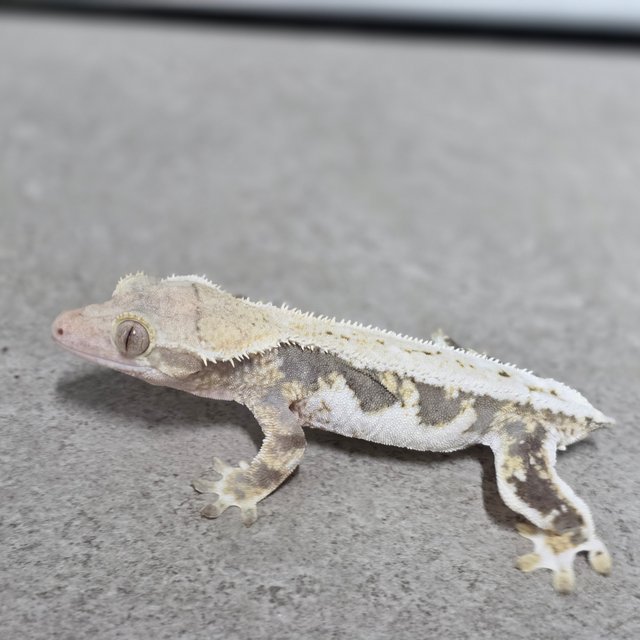 릴리화이트 트라이