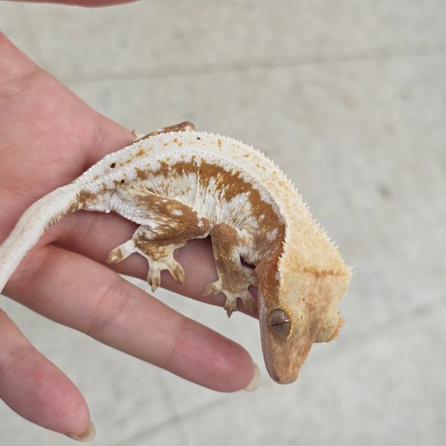 릴리화이트 레드