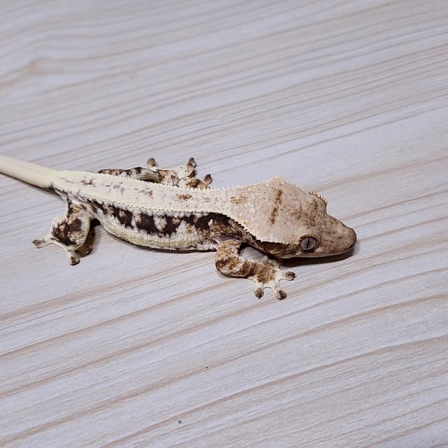 릴리화이트 트라이