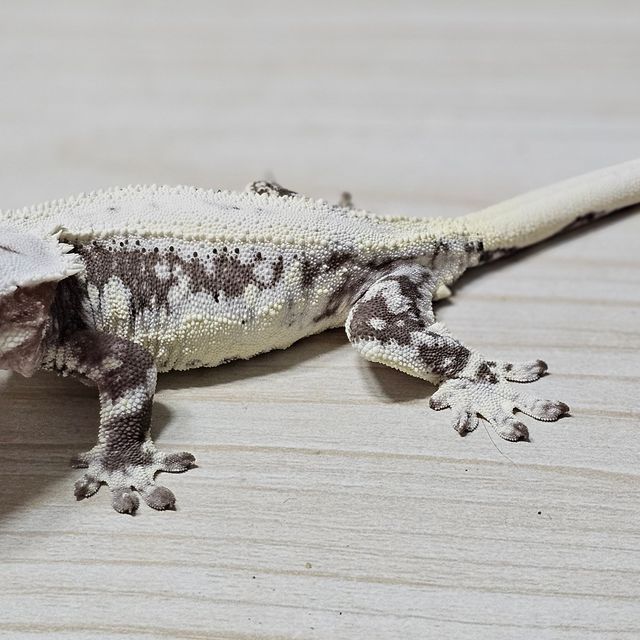 릴잔틱