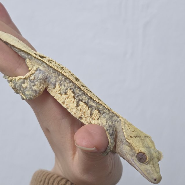 풀핀 노멀 브린들