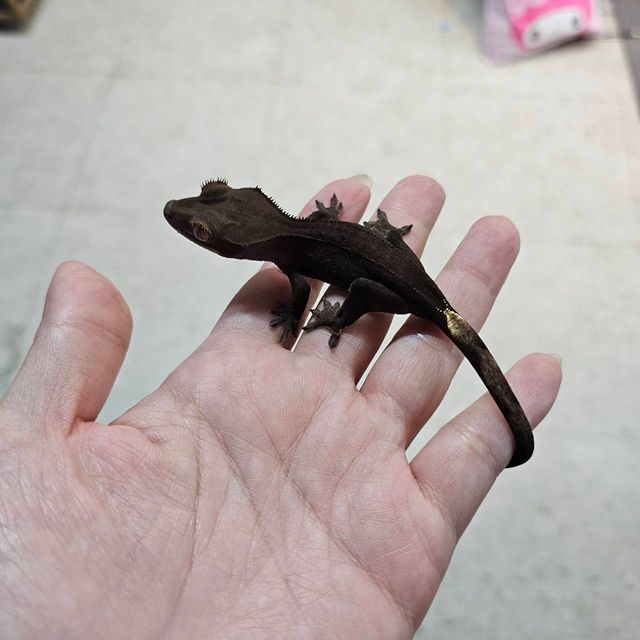챠콜 카푸치노