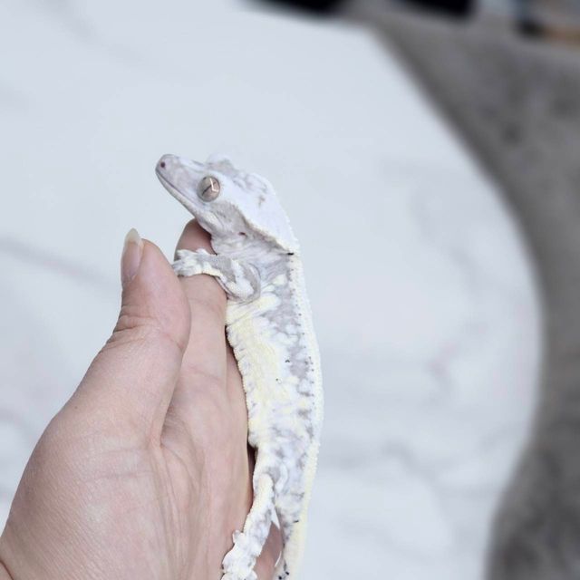 릴잔틱