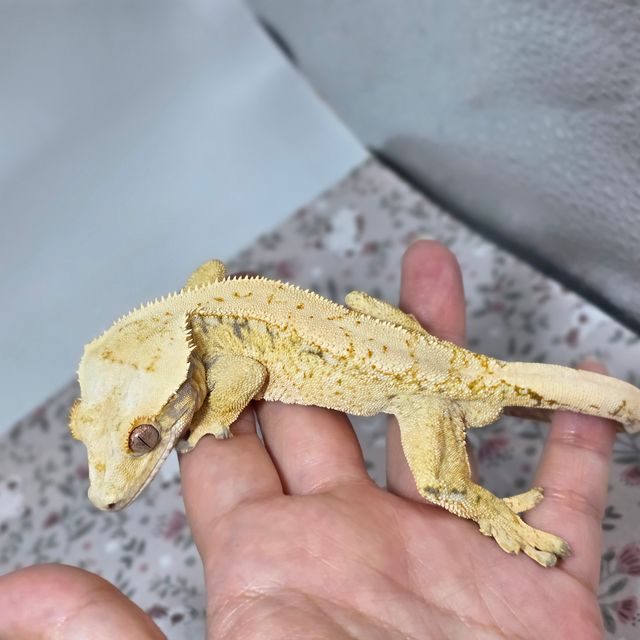 노멀 드리피 화이트스팟