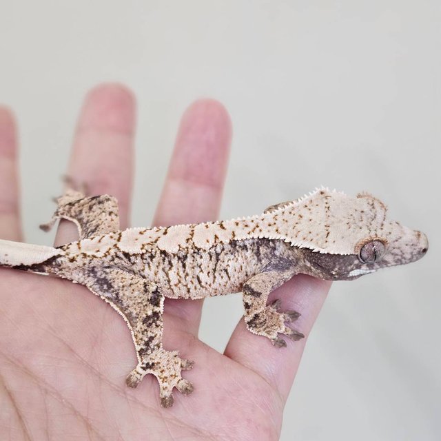 노멀 화이트스팟