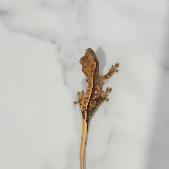 트라이