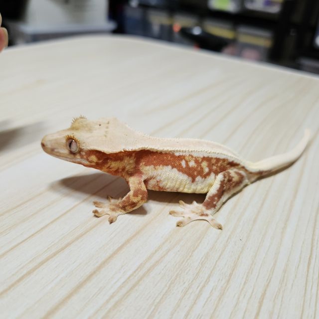 릴리화이트 레드