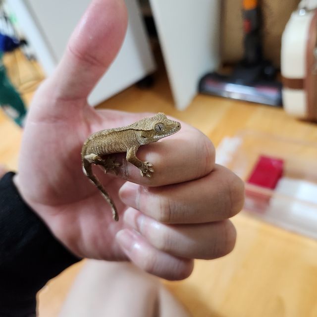 바이 레드