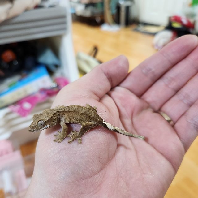바이 레드