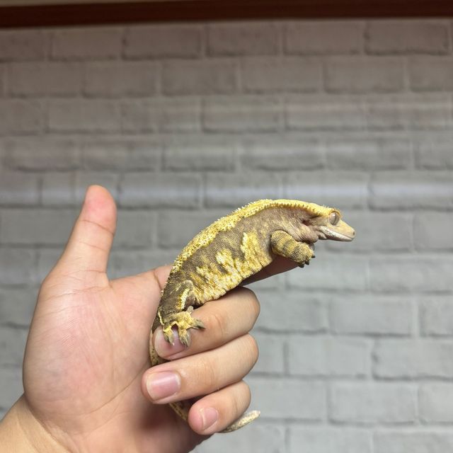 노멀 트라이 바브