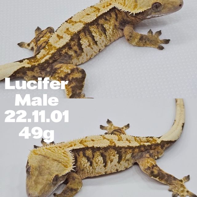 노멀 트라이 바브