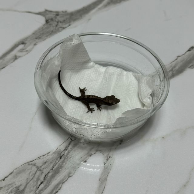 루왁